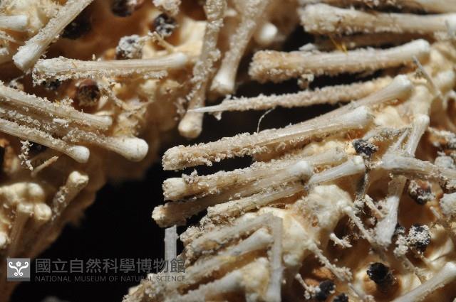 未知種項鍊海星藏品圖，第9張