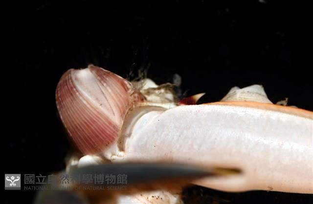 薄殼龜藤壺藏品圖，第9張