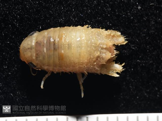 未知種團水虱藏品圖，第9張