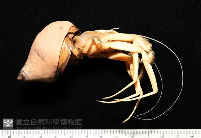 未知種擬寄居蟹藏品圖，第9張