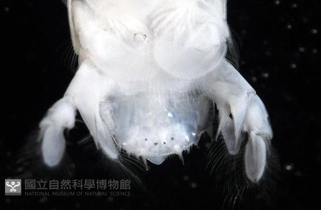 豹斑幼嫩蝦蛄藏品圖，第9張