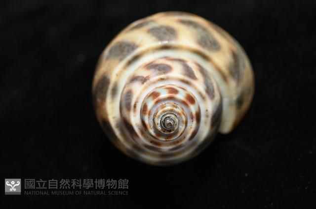婆羅洲鳳螺藏品圖，第9張