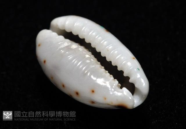 瘦熊寶螺藏品圖，第9張
