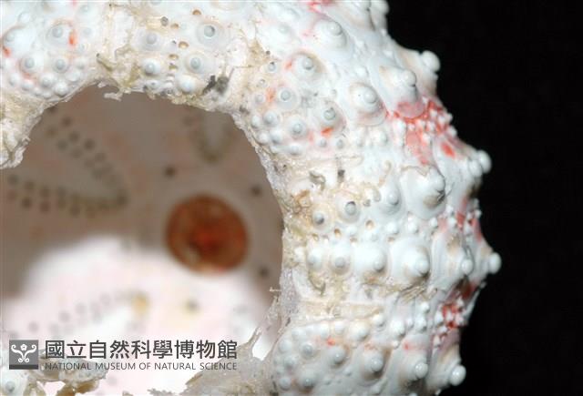 浪腔海膽(波紋腔海膽)藏品圖，第9張