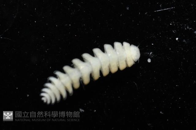 中華淺鰓虱藏品圖，第9張