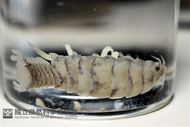 未知種縮頭水虱藏品圖，第9張
