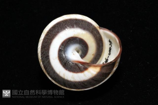 黑白光澤蝸牛藏品圖，第9張