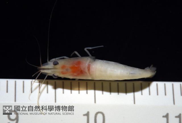 湧泉新米蝦藏品圖，第9張
