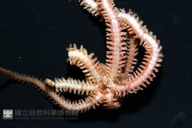 未知種陽燧足藏品圖，第9張