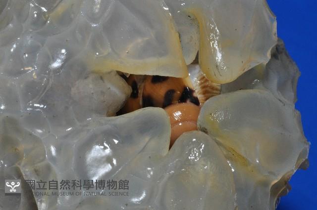 椰子螺藏品圖，第9張