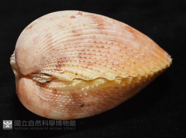 登錄號:007819-00095藏品圖，第9張