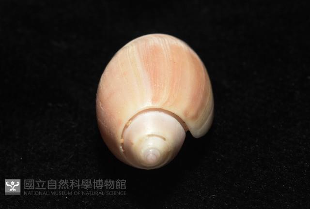 寬口彈頭螺藏品圖，第9張