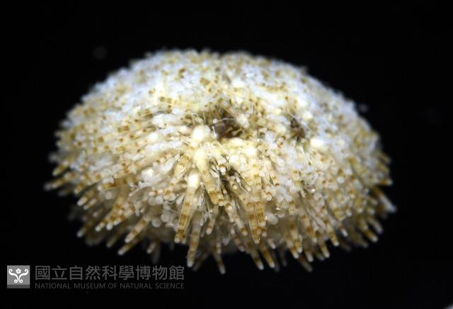 疣裸海膽藏品圖，第9張