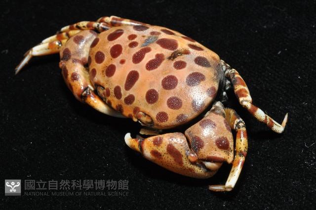 紅斑斗蟹藏品圖，第9張