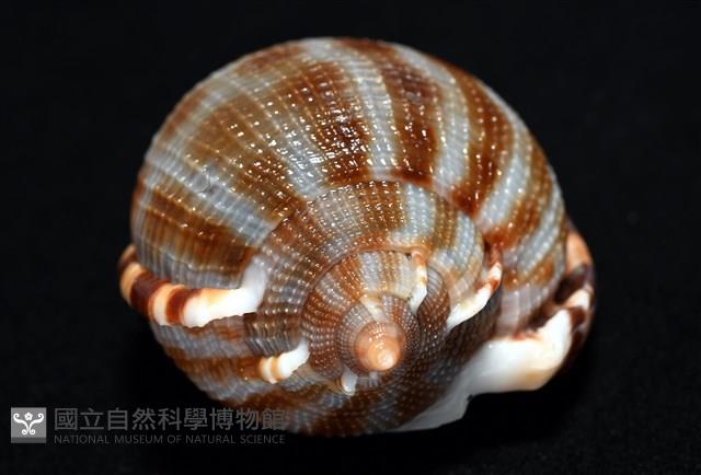 布紋鬘螺藏品圖，第9張