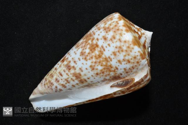 大芋螺藏品圖，第9張
