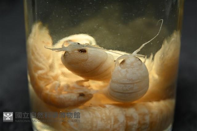 未知種浪漂水虱藏品圖，第9張
