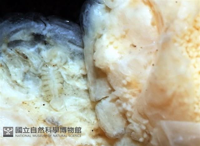 思氏不對稱鰓虱藏品圖，第9張