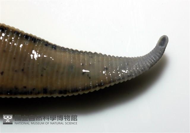 光潤金線蛭藏品圖，第9張