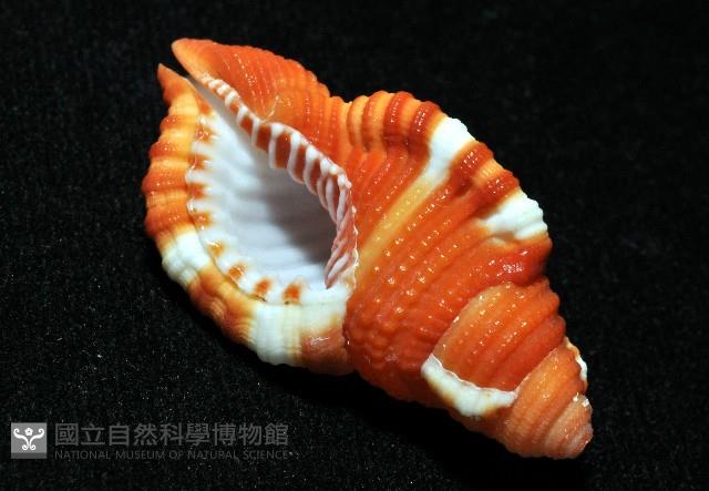 豔紅美法螺藏品圖，第9張
