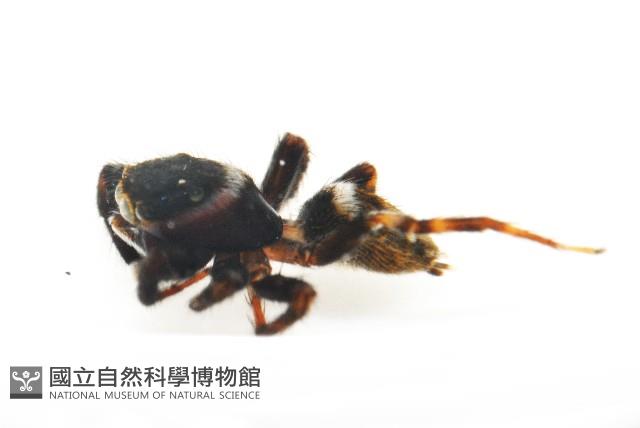毛垛兜蠅虎藏品圖，第9張