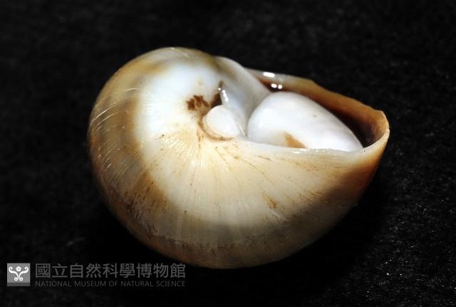 安東尼玉螺藏品圖，第9張