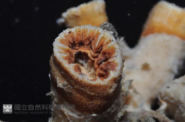 軸樹珊瑚(軸木珊瑚)藏品圖，第9張