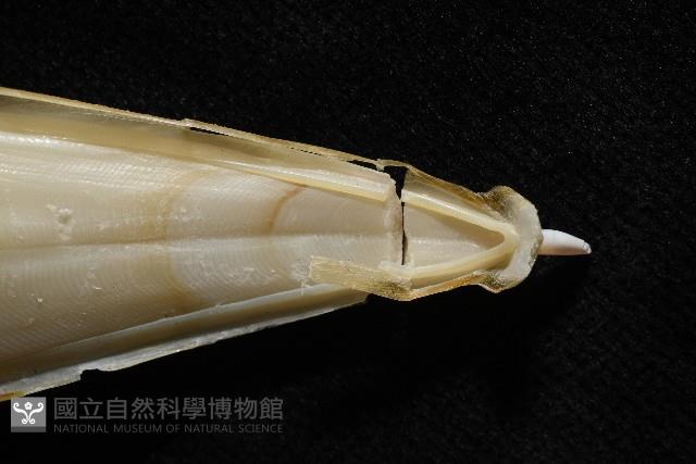 葉足鳥賊藏品圖，第9張