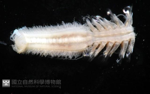 未知種沙蠶-異沙蠶體藏品圖，第9張