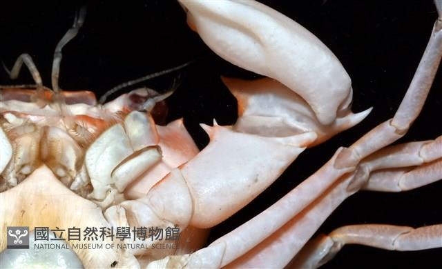 休氏聲蟹藏品圖，第9張