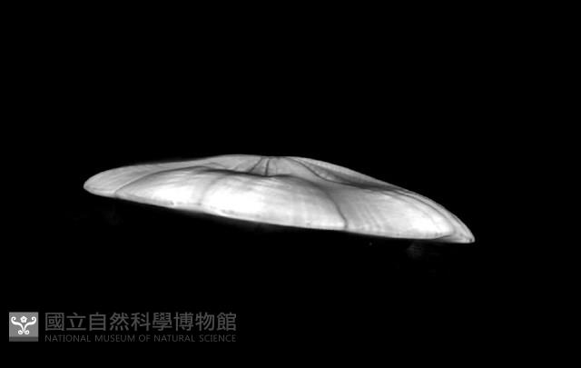 扁平蛛網海膽藏品圖，第9張
