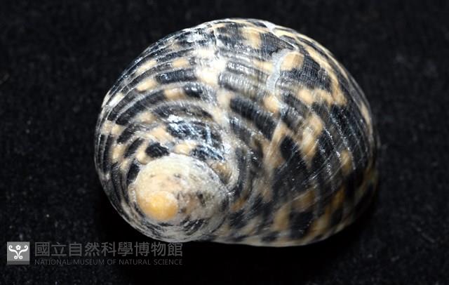 粗紋蜑螺藏品圖，第9張