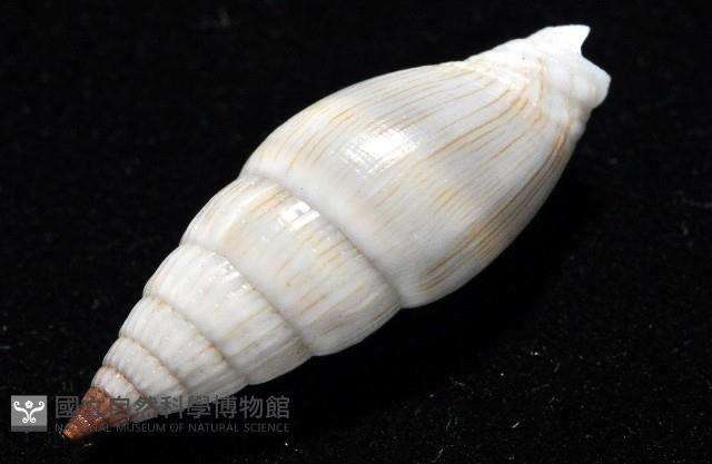 柳絮蛹筆螺藏品圖，第9張