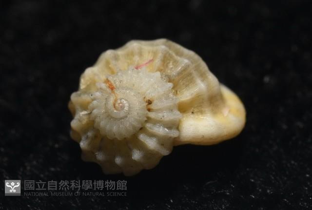 雞籠花冠螺藏品圖，第9張
