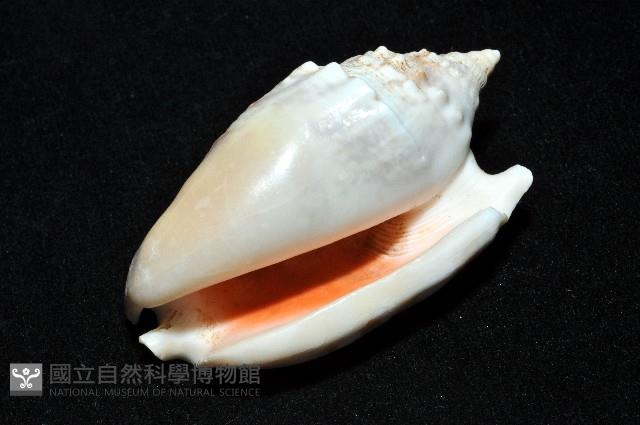緋袖鳳凰螺藏品圖，第9張