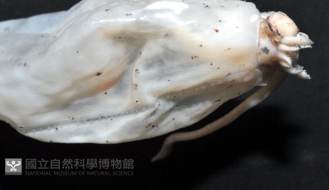 未知種紡錘魷魚藏品圖，第9張