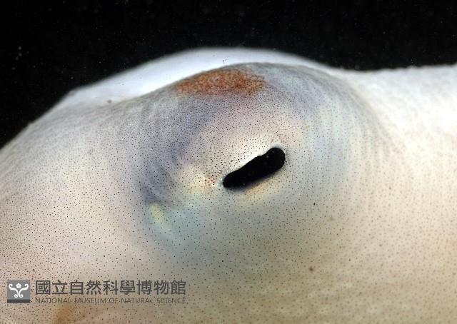 沙港章魚(新種)藏品圖，第9張