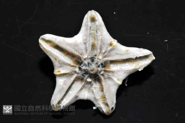 扁平蛛網海膽藏品圖，第9張