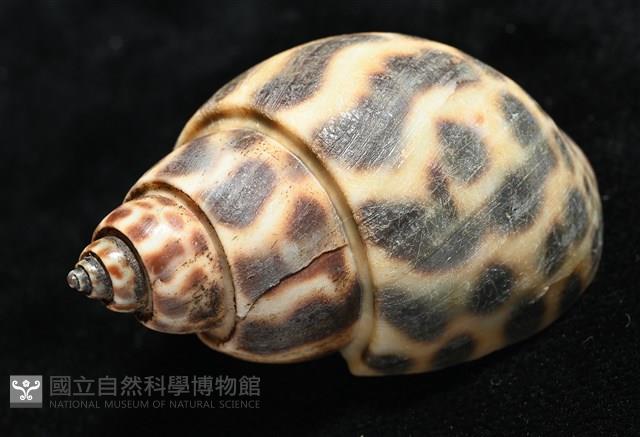 婆羅洲鳳螺藏品圖，第9張