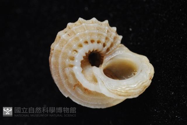 球花冠螺藏品圖，第9張