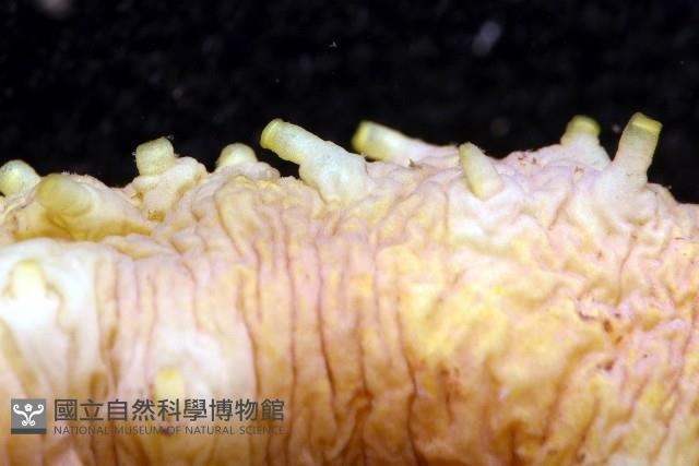 黃疣海參藏品圖，第9張
