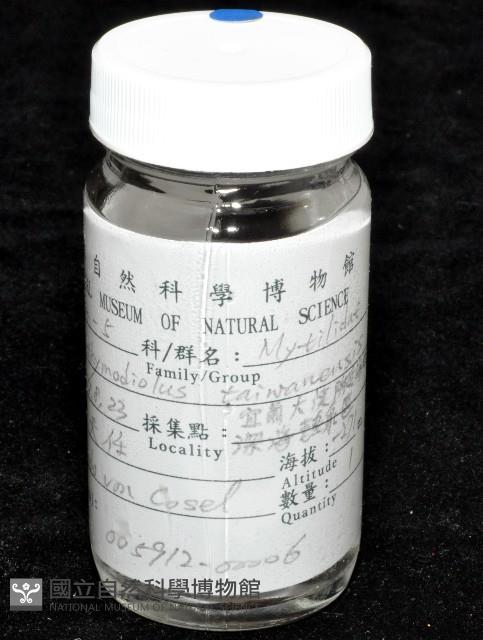 臺灣深海殼菜蛤藏品圖，第9張