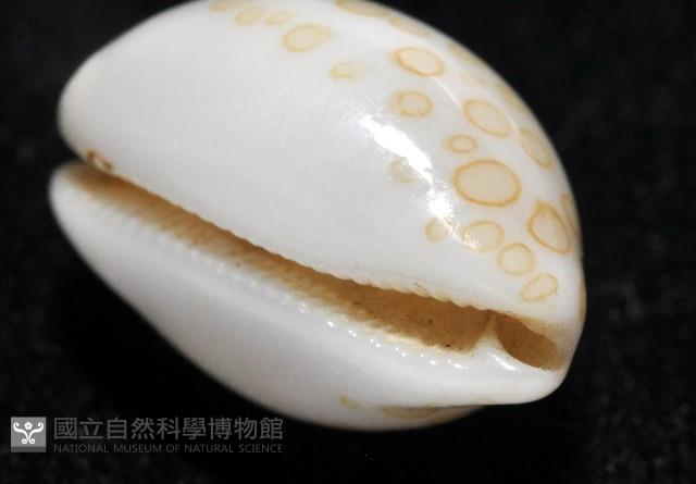 瑪莉亞寶螺藏品圖，第9張