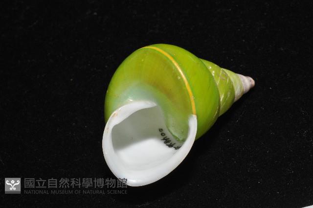 綠巴布亞蝸牛藏品圖，第9張