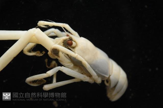 未知種折尾蝦藏品圖，第9張
