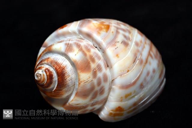 阿拉伯鳳螺藏品圖，第9張