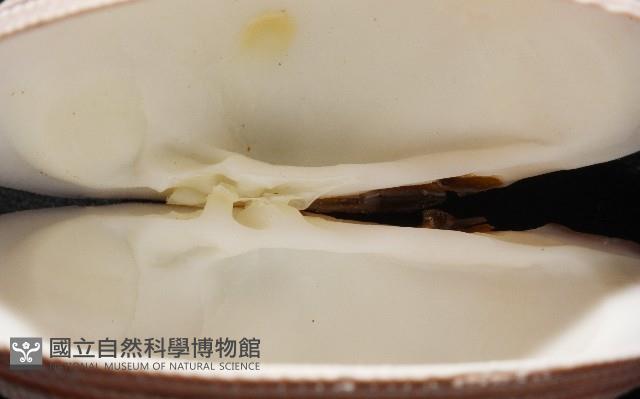 鉛球簾蛤藏品圖，第9張