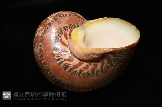 貓眼蠑螺藏品圖，第9張