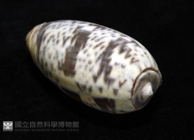 登錄號:007819-00136藏品圖，第9張