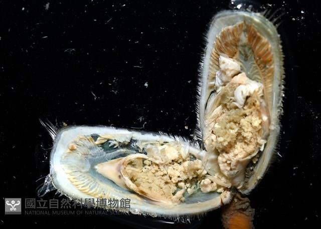 亞氏海豆芽藏品圖，第9張